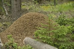 Large and ancient wood ants nest in coniferous woodland