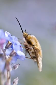 Images Dated 25th April 2009: Large Bee Fly - feeding from Forget-me-not flowers