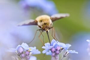 Large Bee Fly - feeding from Forget-me-not flowers