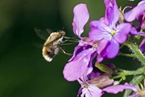 Images Dated 30th April 2012: Large Bee Fly - hovering in front of flower