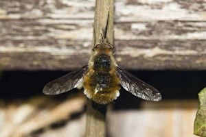 Images Dated 30th April 2012: Large Bee Fly - resting on fence