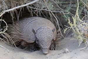 Images Dated 1st April 2009: Large / Big Hairy Armadillo