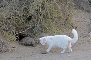 Images Dated 1st April 2009: Large / Big Hairy Armadillo - with Cat