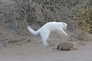 Images Dated 1st April 2009: Large / Big Hairy Armadillo - with jumping Cat
