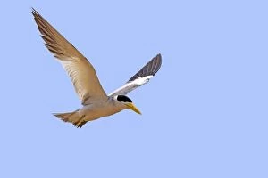 Large-billed Tern in flight Pantanal area Mato Grosso