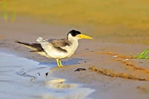 Tern Gallery: Large-billed Tern Pantanal area Mato Grosso Brazil