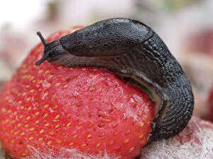 Mollusc Gallery: Large Black Slug on mouldy strawberries