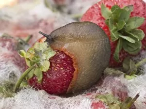 Large Black Slug - orange form - on mouldy strawberries
