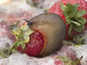 Slugs Prints: Large Black Slug - orange form - on mouldy strawberries - UK