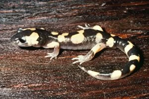 Large-blotched Salamander