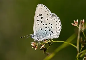 Large Blue Butterfly - alpine form at 2000m in eastern Swiss Alps