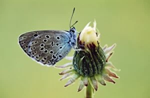 Images Dated 6th July 2009: Large Blue Butterfly Gran Paradiso, Italy