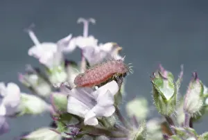 Blues Prints: Large Blue Butterfly Larva - on thyme flowers