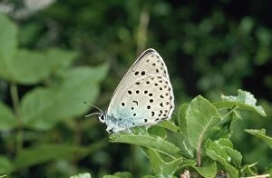 Images Dated 6th July 2009: Large Blue Butterfly Pyrenees