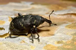 Russian Prints: Large brown trunk beetle / Pine weewil / True weewil beetle