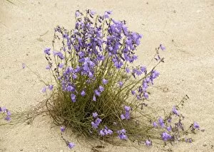 Large clump of harebell, growing on sand dunes