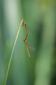 Images Dated 7th November 2012: Large Common Red Damselflies - mating - UK