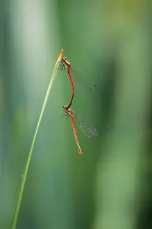 Large Common Red Damselflies - mating - UK