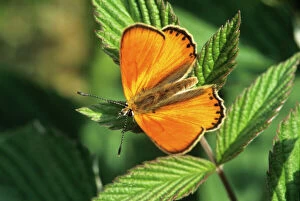 Butterflies Collection: Large Copper Butterfly - Alps - France