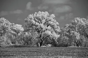Michael Prints: Large Cottonwood tree dominates other trees along side of field Date: 10-10-2020