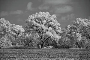Images Dated 21st August 2021: Large Cottonwood tree dominates other trees along side of field Date: 10-10-2020