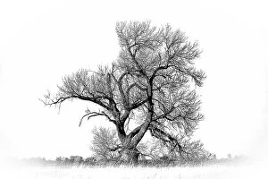 Images Dated 21st August 2021: Large cottonwood tree at Quivira National Game Refuge Date: 26-12-2020