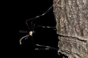 Flies Gallery: Large Crane Fly Large Crane Fly on tree trunk Klungkun