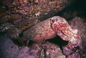 Images Dated 8th November 2010: Large Cuttlefish - Camouflage - New South Wales - Australia