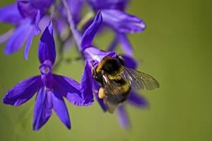 Images Dated 12th June 2011: Large Earth Bumblebee / Buff-tailed Bumblebee