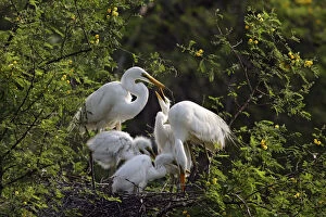 Large Egret family at nest, Keoladeo National