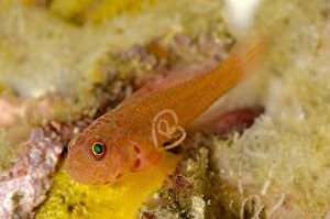 Baleh Gallery: Large-eye Dwarfgoby with parasitic Copepod with