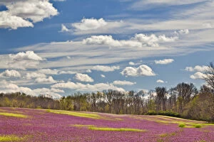 Images Dated 8th August 2011: Large field of Henbit flowers in full bloom