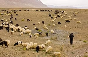 Large flock of sheep with Berber shepherd on the