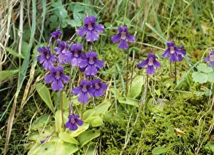 Butterwort Prints: Large-flower Butterwort - carnivorous & insectivorous Pyrenees
