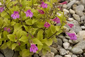 Large-flowered calamint (Calamintha grandiflora), Alps