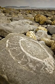 Images Dated 14th October 2011: Large fossil ammonites - on the beach near Lyme Regis - World Heritage Jurassic Coast - Dorset - UK