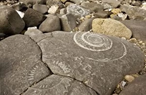Images Dated 14th October 2011: Large fossil ammonites - on the beach near Lyme Regis - World Heritage Jurassic Coast - Dorset - UK
