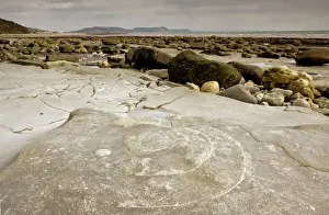 Layers Prints: Large fossil ammonites - on the beach near Lyme Regis - World Heritage Jurassic Coast - Dorset - UK