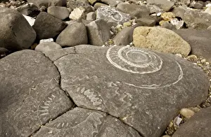 Large fossil ammonites - on the beach near Lyme Regis - World Heritage Jurassic Coast - Dorset - UK