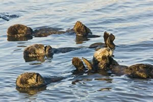 Large group of Sea Otters - relaxing and resting in the sea