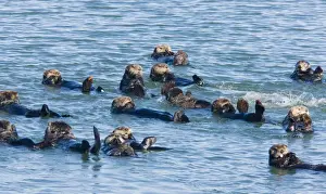 Cuddly Prints: Large group of Sea Otters - relaxing and resting in the sea off southern California