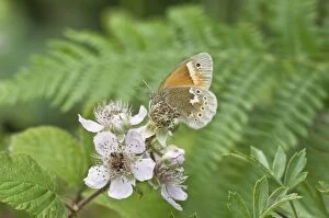 Bramble Gallery: Large Heath Butterfly - on bramble blossom