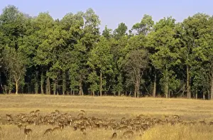 Chitals Prints: Large herd of Chitals / Spotted Deers Bandhavgarh National Park, India