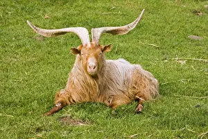 Large Prints: Large horned Guernsey Billy goat. Rare Breed Trust Cotswold Farm Park - UK