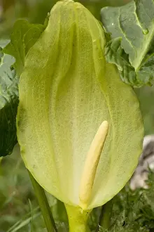 Bulb Prints: Large or Italian Lord's and Ladies (Arum italicum); uncommon plant in UK