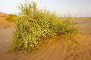 Xerophyte Prints: A large joint-pine - Moroccan Sahara Desert, after very wet winter (spring 2009). Morocco