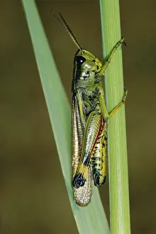 Grasshoppers Prints: Large Marsh Grassopper JLM 724 Stethophma grossm © J. L. Mason / ardea. com