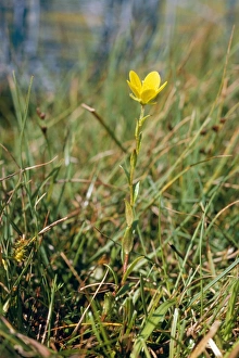 Images Dated 12th December 2007: Large Marsh Saxifrage