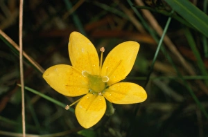 Images Dated 14th July 2008: Large Marsh Saxifrage