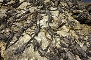 Iguanas Prints: Large mass of Marine Iguanas (Amblyrhynchus cristatus) warming up in sun; endemic and specialised reptile